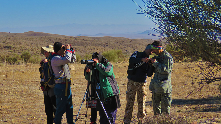 Bird watching or Birding in Yazd desert